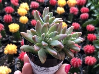 Succulent | 분재