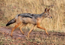 Black-backed Jackal by Graeme Guy | 동물