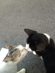 Kitties에 있는 Jessieskate님의 핀 | 동물, 고양이, 행복한