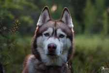 Husky에 있는 James님의 핀