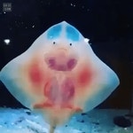 Stingray    새끼 가오리 - 2020 | 귀여운 아기 동물, 행복한 동물, 웃긴 동물