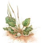 올해는 우리의 식물을 계절 따라 많이 그리려 계획한다. 그리고 체력 향상도! 🌿 #플로라인전시… | 꽃 세밀화, 그린 꽃, 아트