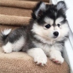 #huskybebe #cutestlittlepuppiesever | 아기 동물, 애완동물