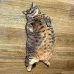 고양이에 있는 Peachcoral님의 핀 | 고양이