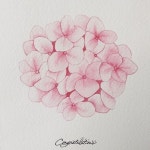핑크핑크 수국#수채화일러스트#꽃그림#artwork #취미미술#꽃... 그림스타그램 #감성수채화#… | Drawing, Hình vẽ hoa, Hoa tú cầu