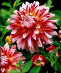 Flowers에 있는 Afroza Haque님의 핀 | 달리아