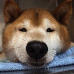 http://blog.livedoor.jp/petsalonmignon/archives/52061569.html(이미지 포함) 