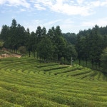 Photos tagged with #보성다원(이미지 포함)