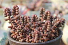 옥엽(玉葉) / 스탈리 / 스타일리 _ Sedum stahlii | 다육 식물, 정원 가꾸기, 식물