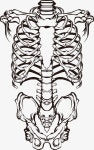 Bone Printing, Prints, Vector Printing, Garment Printing PNG Transparent Clipart Image and PSD File for Free Download | 뼈, 해부학... 