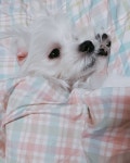 이분은 이미 #엘르독 깔아주자마자 누워서 잠든  할머니가 불러도 안가고 #쿠담이 에 누워 잠잤답니다  . @eledogkorea... 