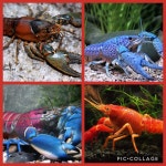 가재에 있는 animal king님의 핀 | 가재
