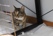 집 없는 고양이들의 오산 쉼터 - 2020 | 고양이