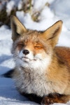 Fox in winter | 동물, 붉은여우, 개