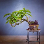 My Bonsai Diary에 있는 핀
