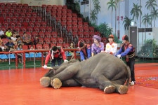 코끼리공연장-점보빌리지 | 역사