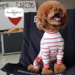 Pet - All in One Fasion에 있는 BestBestPet님의 핀