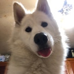 중성화 하는 날이에요  탈 없이 잘잘!! #개스타그램 # #... #개스타그램 내일 우리 이삼이 중성화 하는 날이에요  탈 없이 잘잘!! #개스타그램 # #...