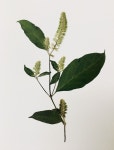 Pressed flower 압화 | 압화