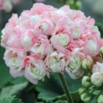 pelargonium apple blossom - Google Search | 제라늄, 정원 가꾸기, 아름다운 꽃