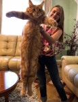 Click the Photo For More Adorable and Cute Cat Videos and Photos #cutecats #cats #kittens #catvideos | 고양이