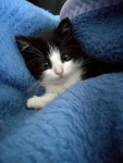 COME SEE On my New CAT Litter Channel on… | 귀여운 아기 동물, 귀여운 아기 고양이, 아기 동물