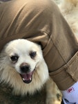 군산 도그랜드 | 강아지