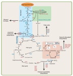 metabolic pathways summary - Google Search | 기술