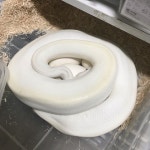 kingsnake  reptile  snakebreeder  snake  렛스네이크  파충류  뱀  전주  동물  반려동물  스네이크시티  볼파이톤… | Snake