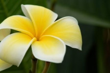 플루메리아 | 식물, 관목, 꽃