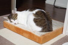 「펌」おしゃれまとめの人気アイデア｜Pinterest｜신 땡땡 | 猫用ベッド, キュートな猫, 猫