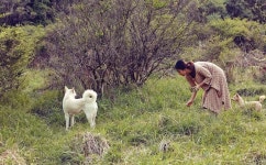 이효리 부부와 일곱 자매의 하루(이미지 포함) | 보그, 애완견, 강아지