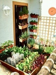 Balcony+Garden | Balcony garden | Garden | 채소 정원, 조경, 텃밭
