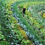 monoculture planting, this polyculture system diversifies the soil life, makin… | 채소 정원 디자인, 정원 가꾸기, 퍼머컬쳐