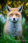 Red Fox by Margot Raggett | 동물