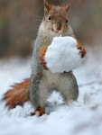 EPIC snowball fight! | 야생 동물