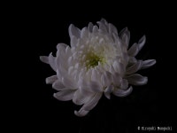 Pin on 기초동양화 수업자료