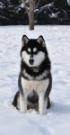 Pin by 홍 on 동물 | Alaskan husky, Malamute husky, Husky