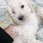 팔로우#안녕#소통#맞팔#인친#좋아요#펫스타그램#팔공이#댕댕이#아기#반려견#댕댕이그램#2020년#데일리#일상#멍스타그램... 