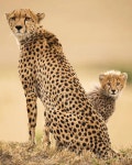 Mama Cheetah & her mini me baby... | 동물