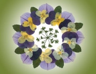 Art from petals에 있는 Barbara Hodgen님의 핀 | 압화