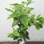 레몬나무 ( 레몬트리 , 70-80cm ) - 과실열매류(Fruit) - 2023 | 관엽 식물, 나무, 사진