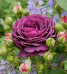 Flowers에 있는 수선 이님의 핀 | 장미, 장미 꽃, 꽃