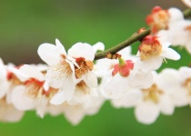 광양 매실 농장에서 찍은 꽃 사진 - posted by 이성만 | 꽃 사진, 꽃, 사진