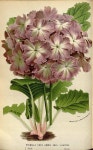 147604 Primula cortusoides L. var. amoena grandiflora lilacina / Houtte, L. van, Flore des serres et des jardin de l’Europe, vol.... 