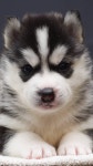 Imagem de 동물 por 서후 윤 | Animais, Cães, Guaxinim