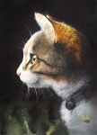 ○색연필화[고양이 측면] - 2020 | 고양이, 동물, 그림