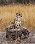 “Photo by @stevewinterphoto | A mother cheetah stands surrounded by her cubs in the Phinda Game Reserve, … | 동물, 치타