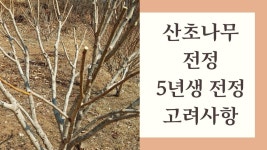 산초나무 전정 내년 전정까지 생각하며 - 2023 | 약초, 나무, 농장