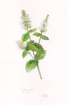 Stephanie Law - Botanical Art | 색연필 그림, 아트